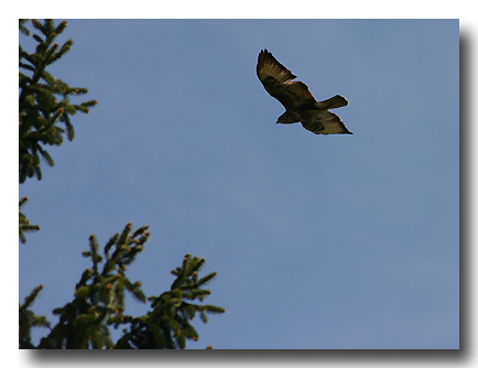 Maeusebussard