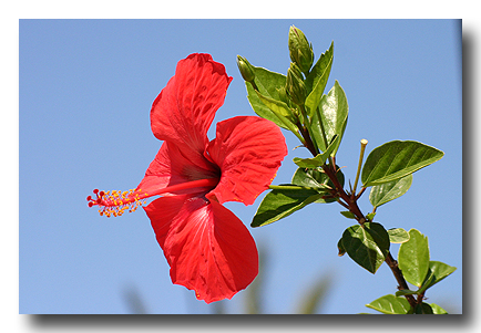 hibiskus